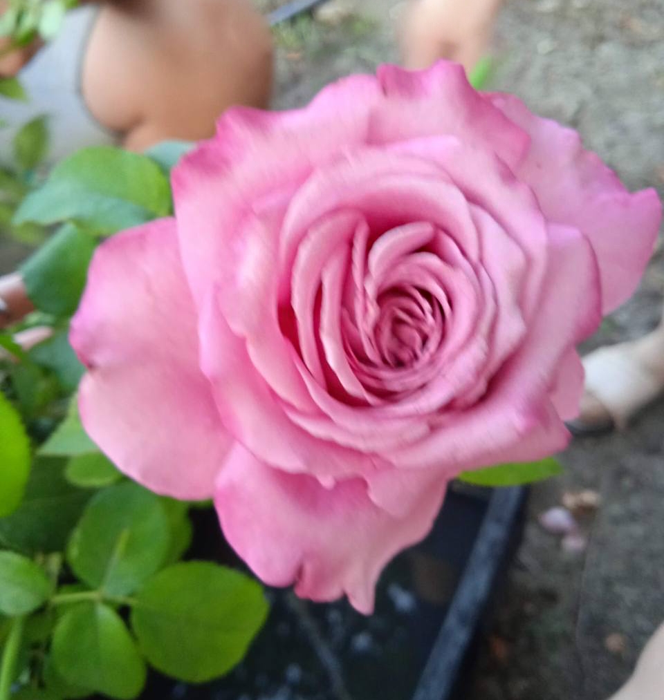 роза Блю Ривер саженцы 5 лет