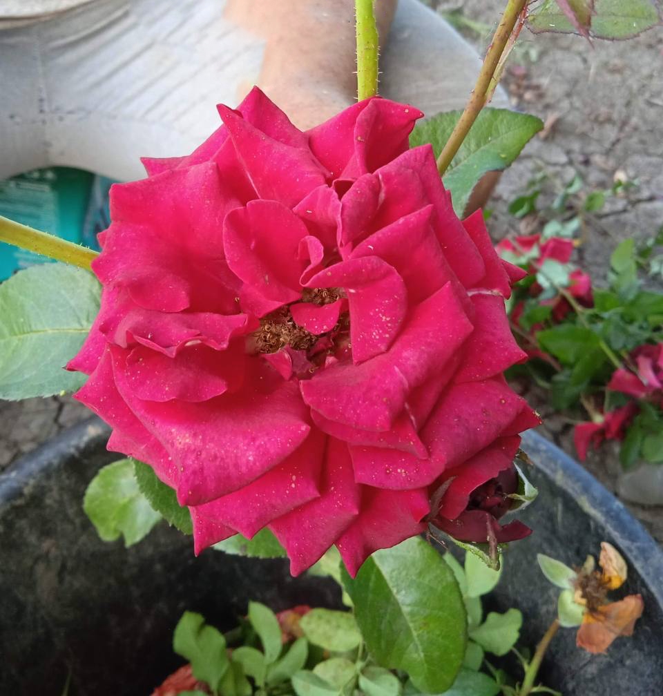 роза Малиновый звон саженцы 5 лет