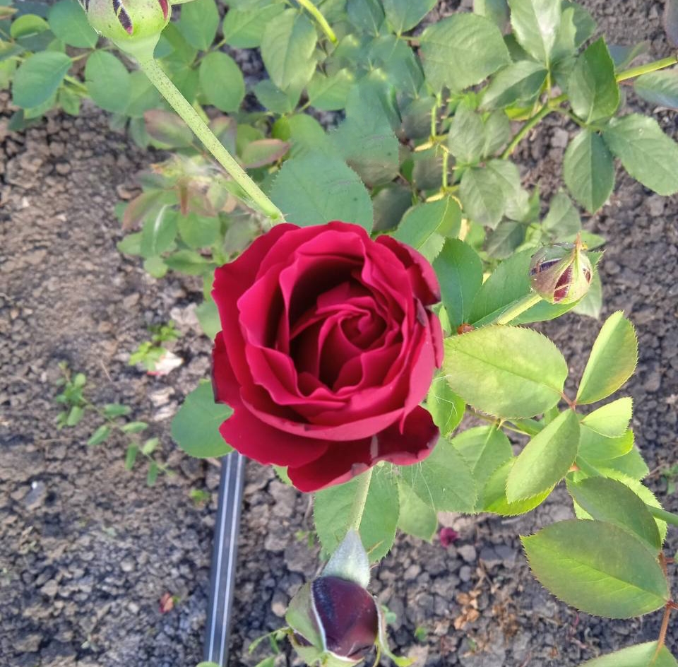 роза Лавли Ред саженцы 5 лет