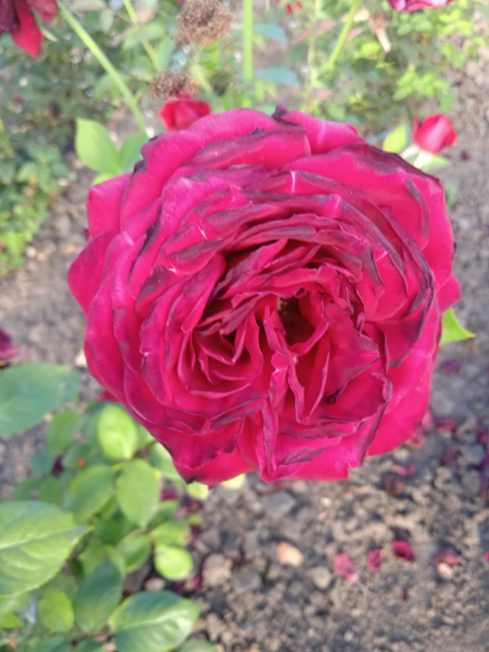 роза Мистер Линкольн саженцы 5 лет