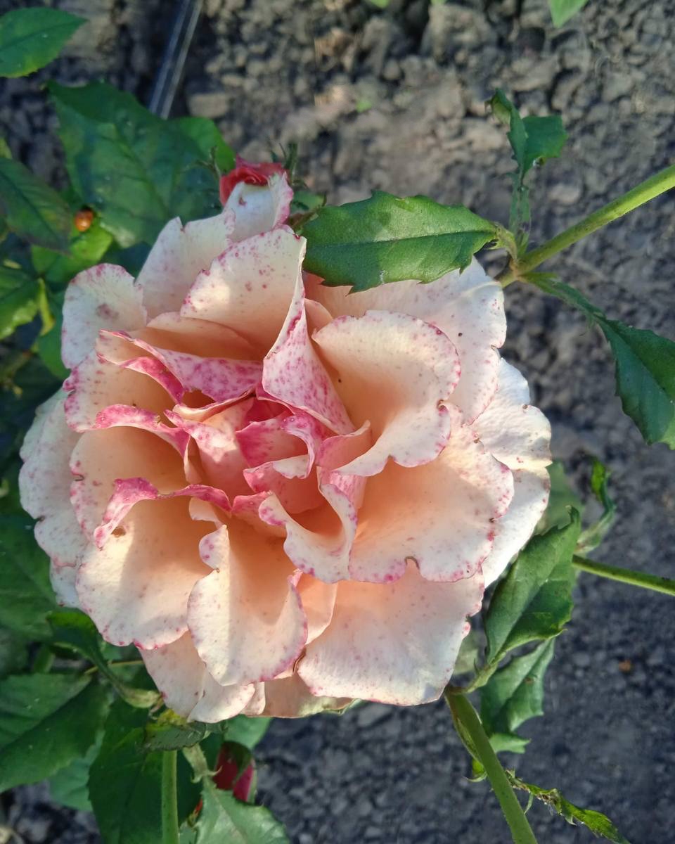 роза Апачи саженцы 5 лет