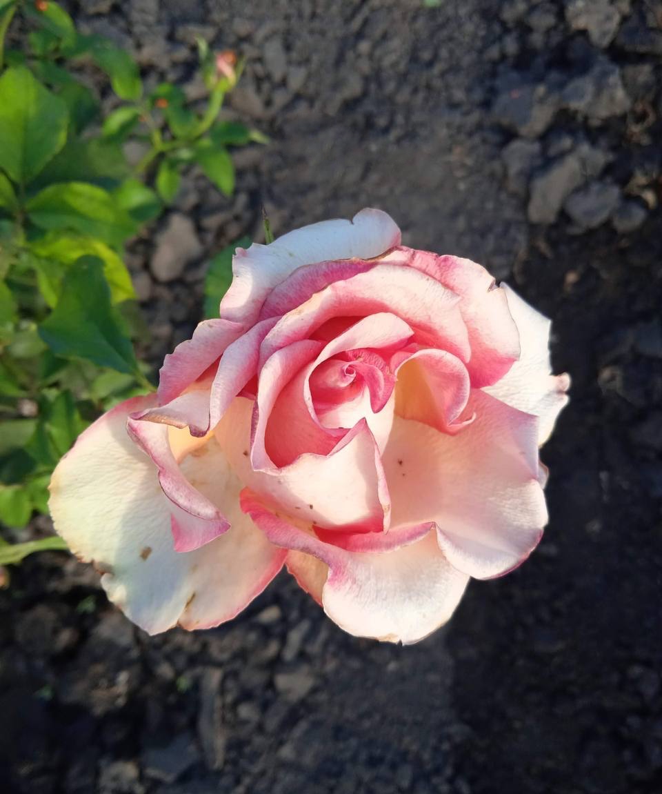 роза Дуэт саженцы 5 лет