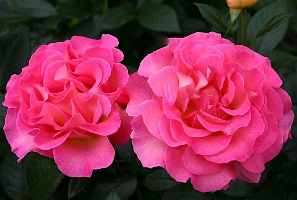 роза Пинк Парадиз саженцы 5 лет