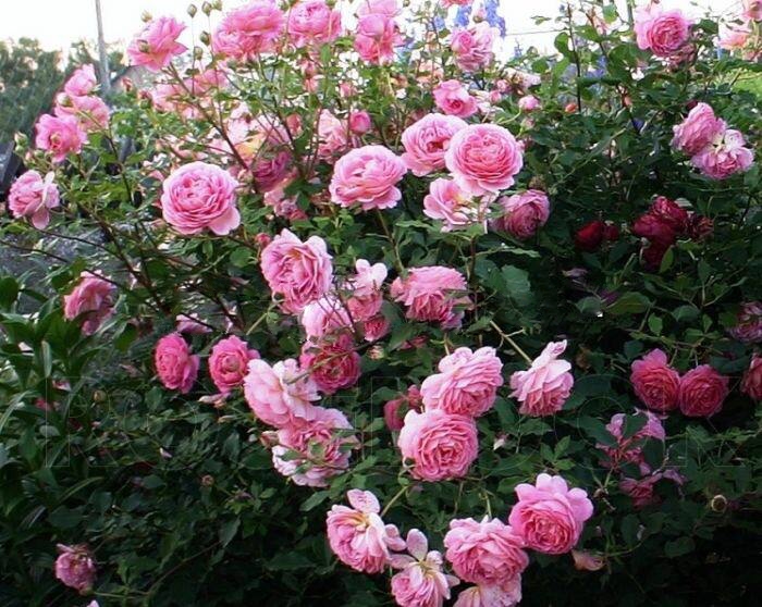 роза Джубили Селебрейшн саженцы 5 лет