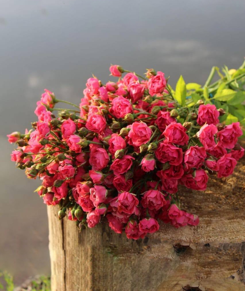 Роза Оранж Триумф саженцы 5 лет