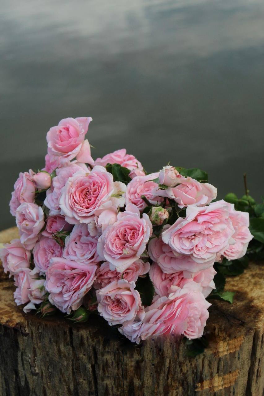 Роза Байландо саженцы 5 лет