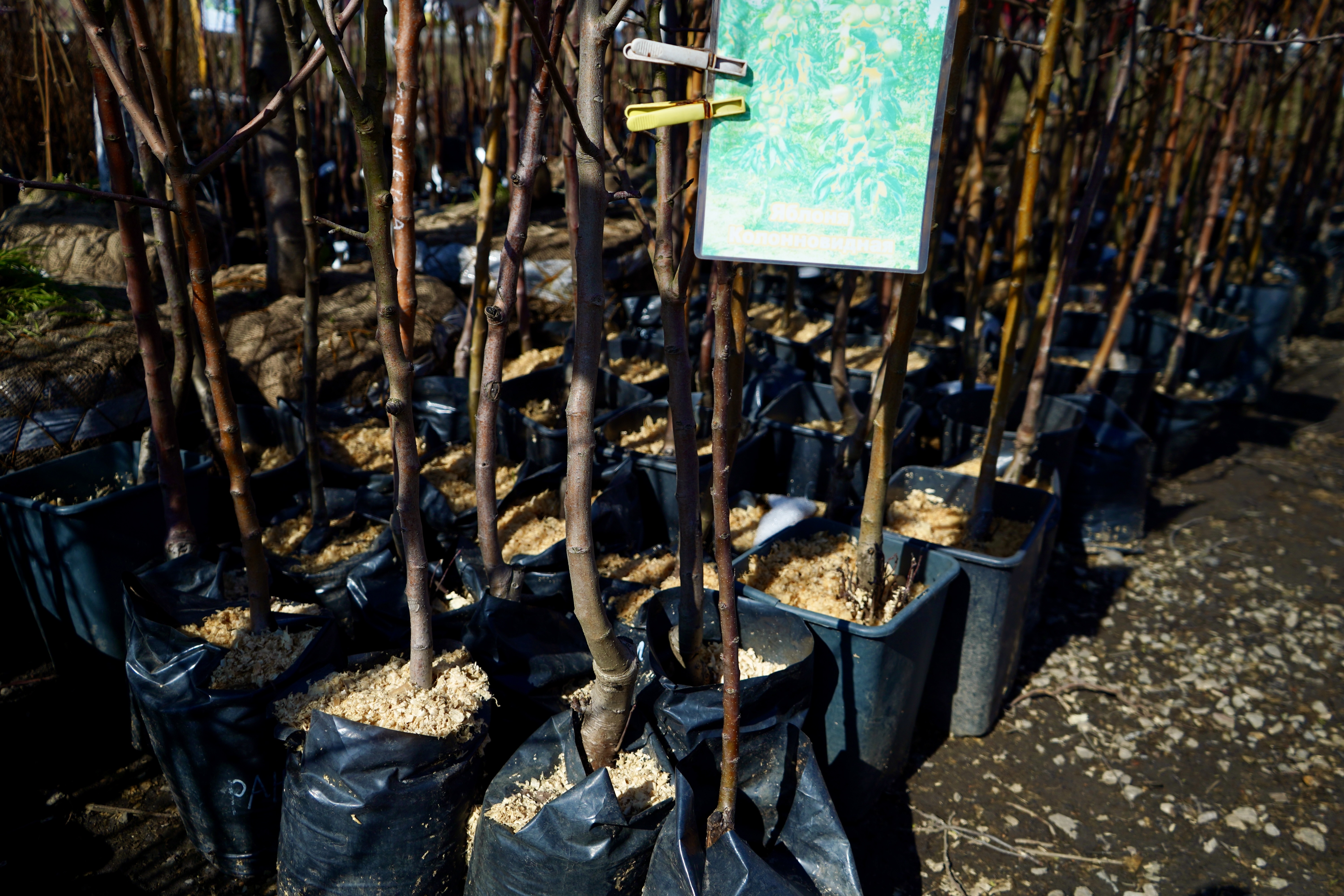 Саженцы вишни как выглядят