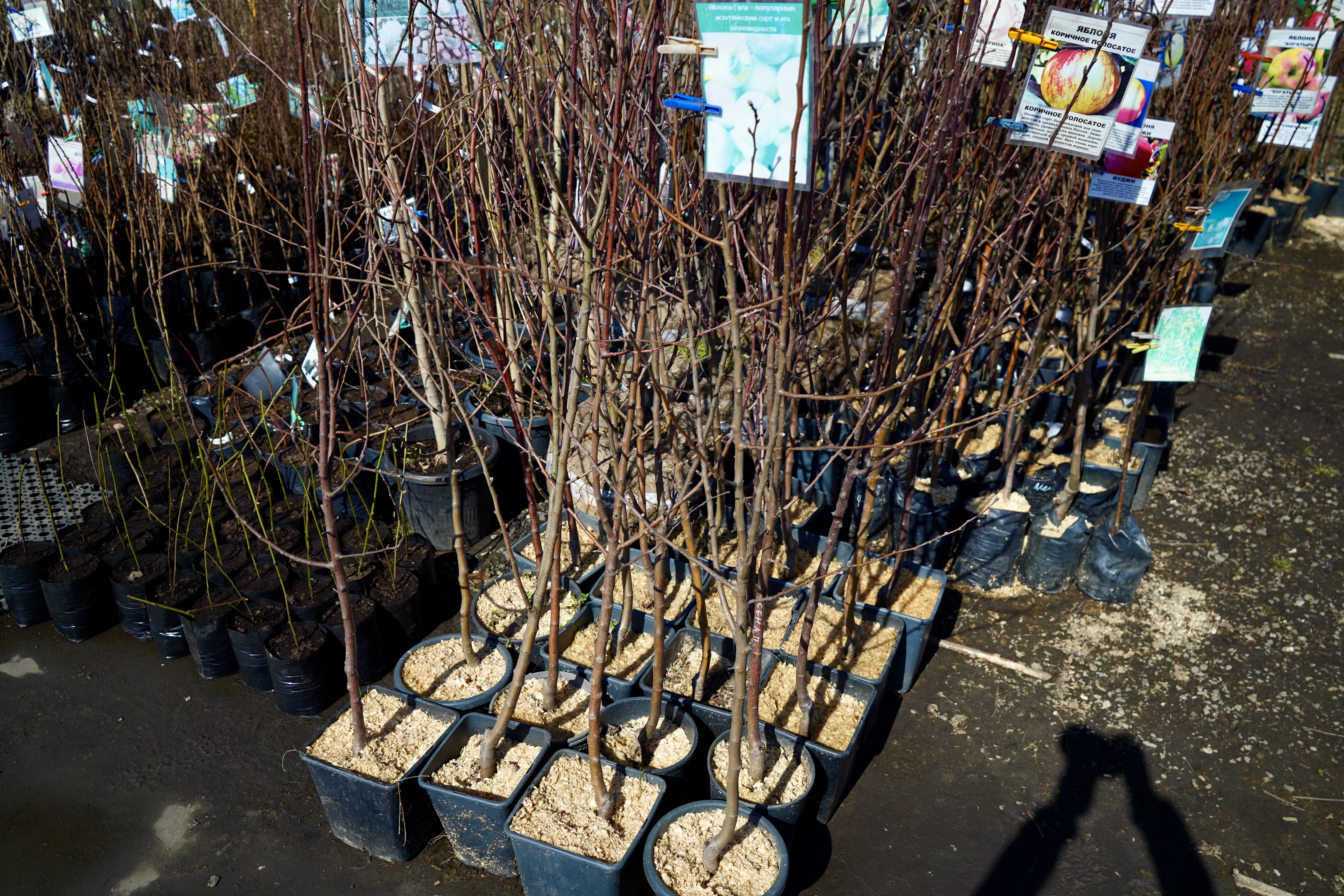 Саженцы яблони как выглядят