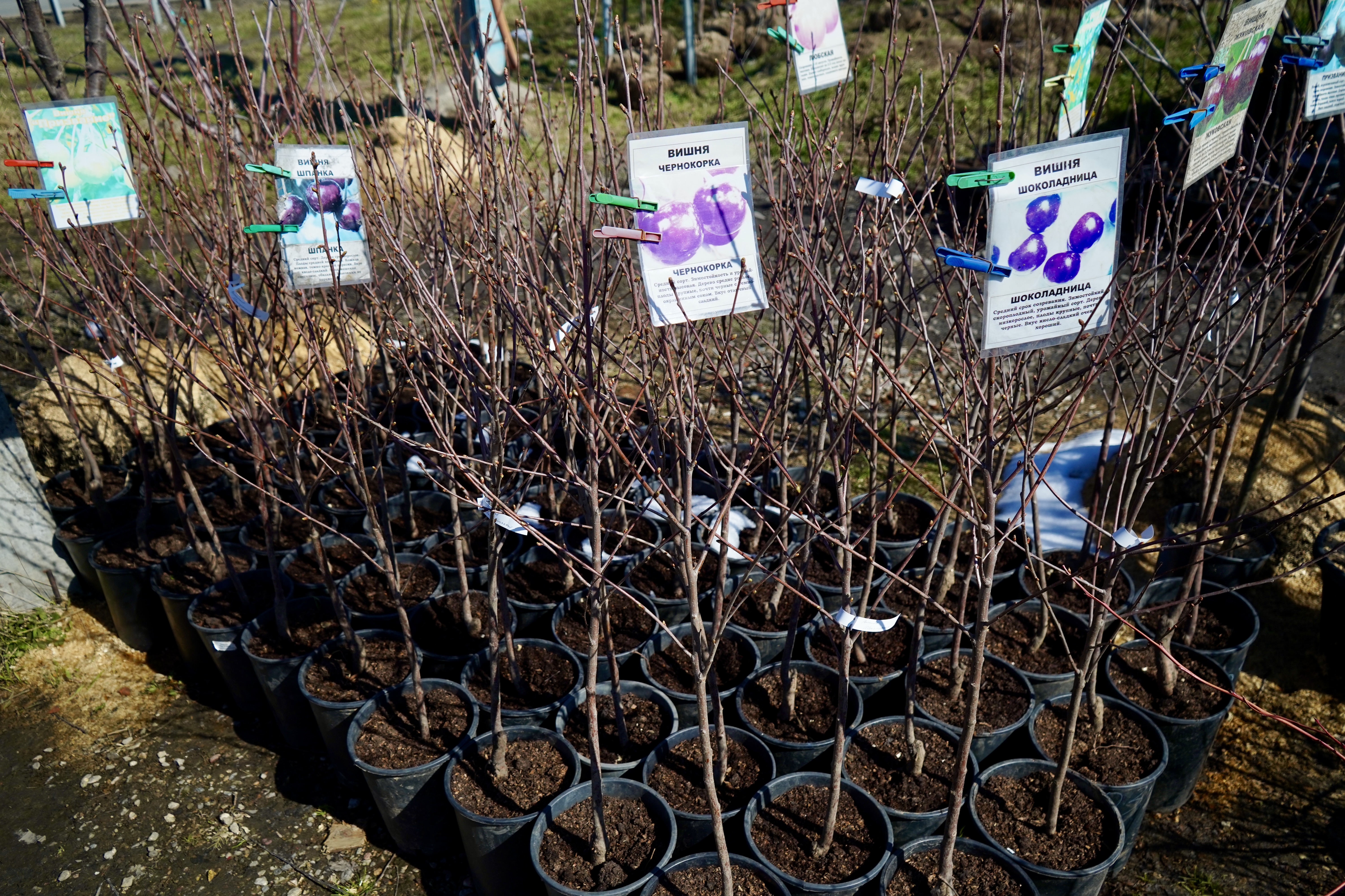 Саженцы вишни как выглядят