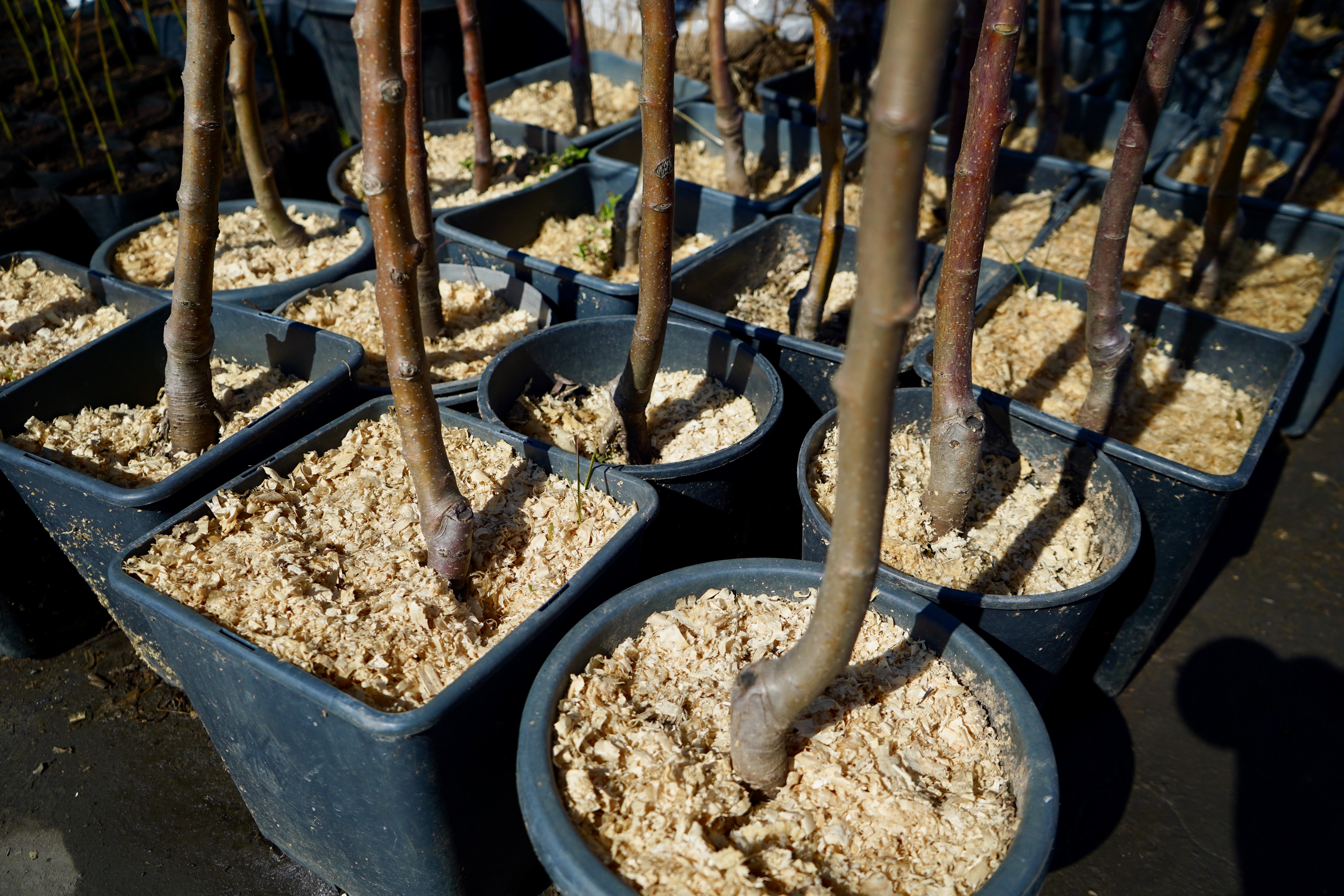 Саженцы вишни как выглядят