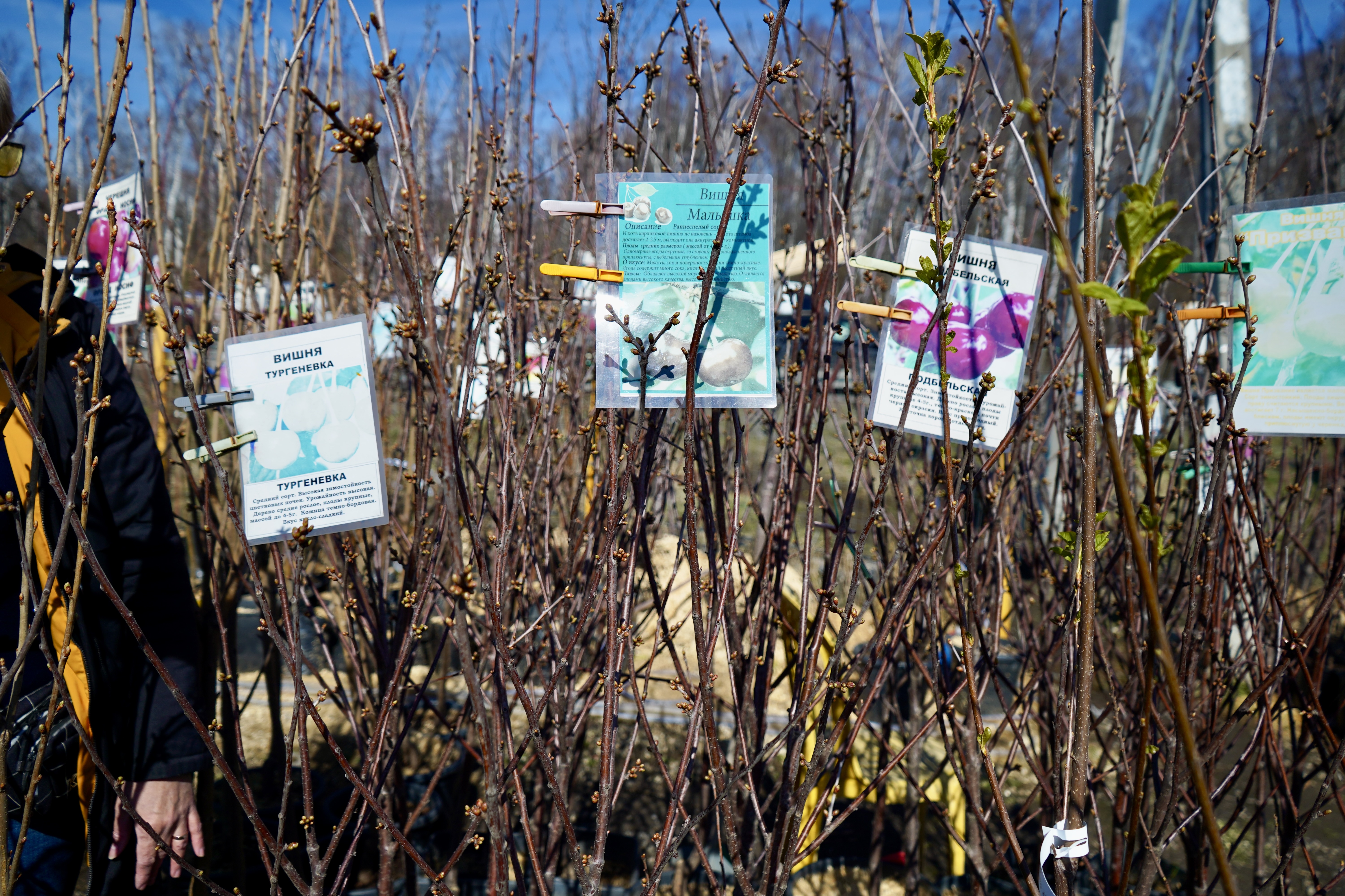 Саженцы вишни как выглядят