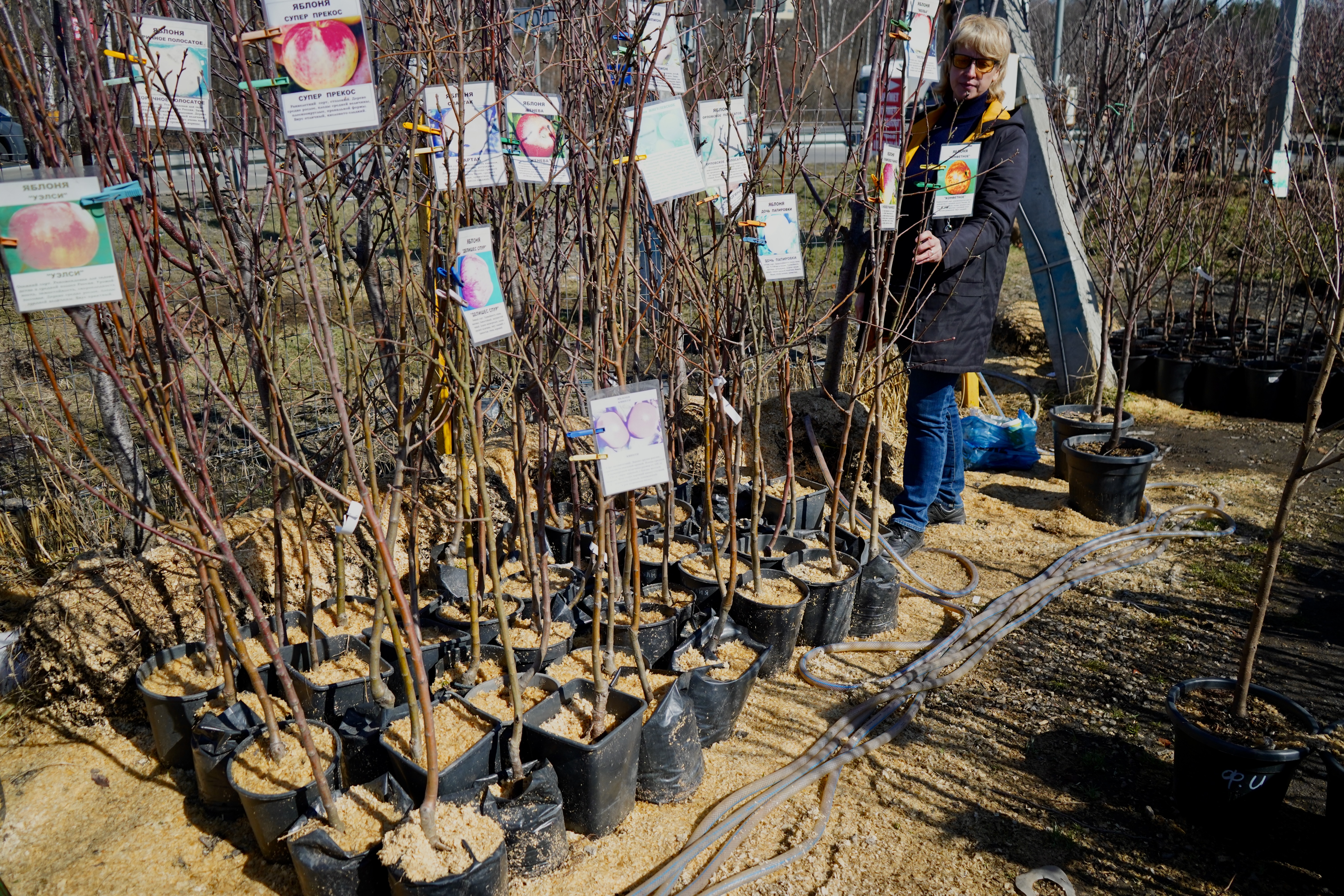 Саженцы яблони как выглядят