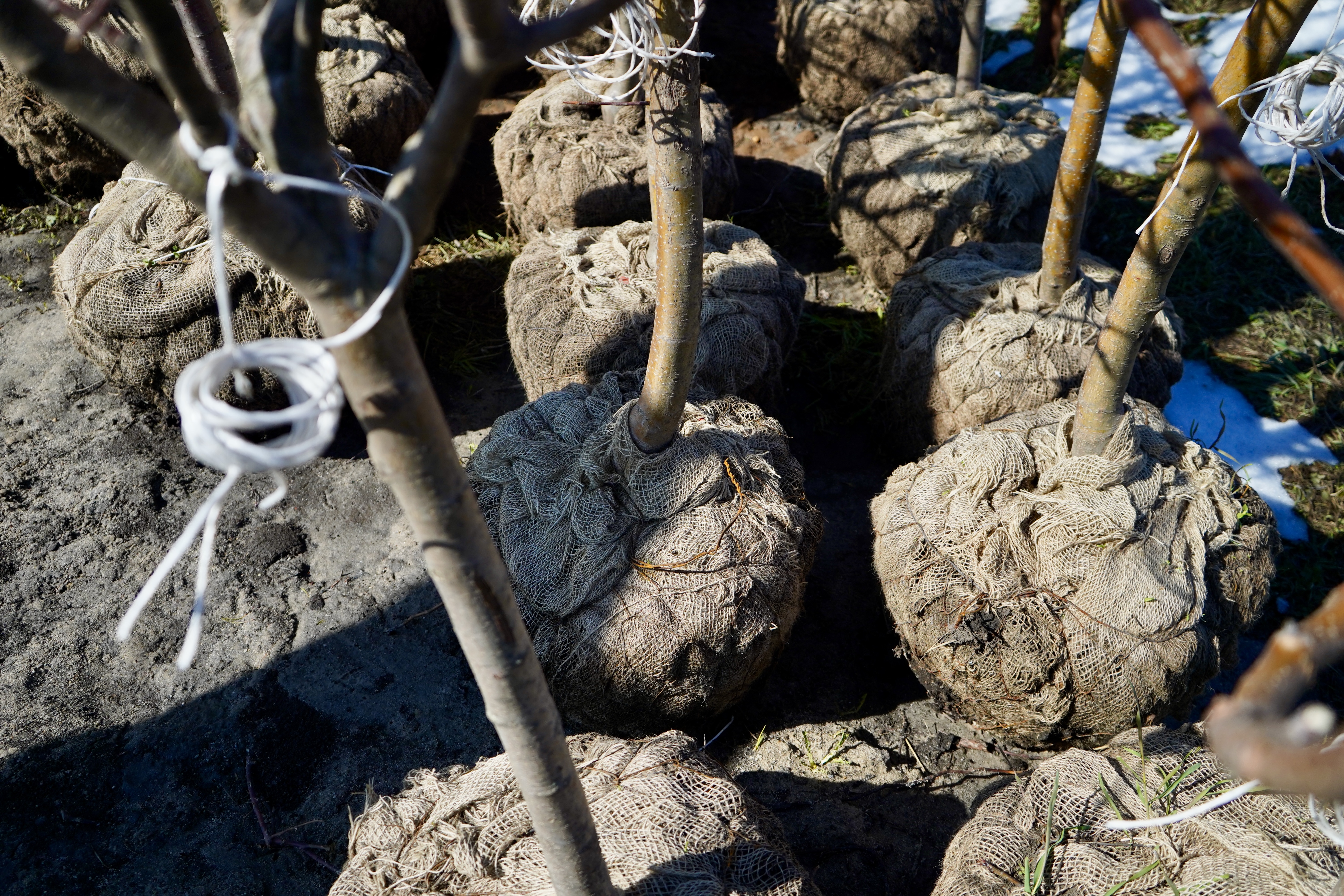 Саженцы яблони как выглядят