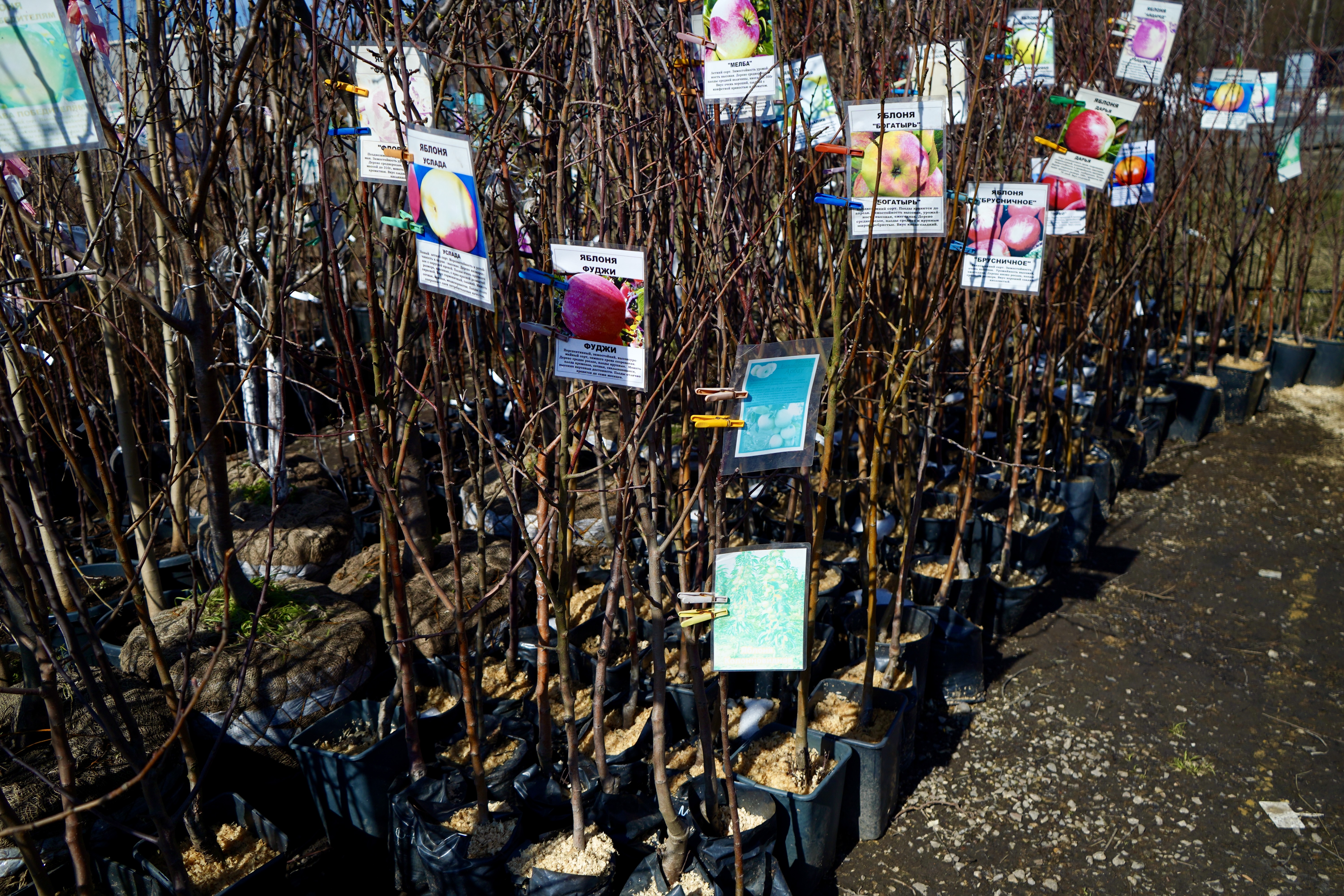 Саженцы яблони как выглядят