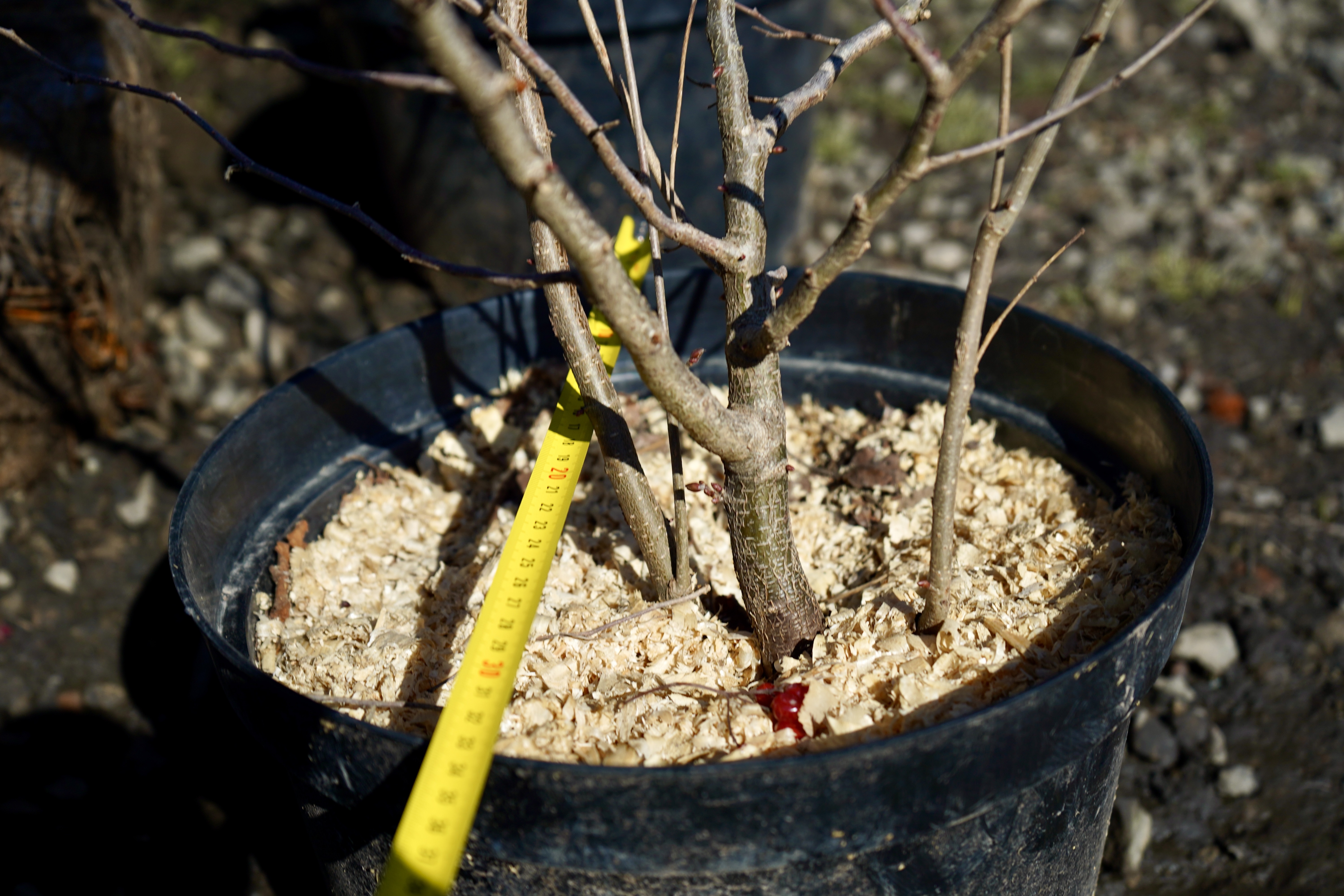 фундук саженцы питомник