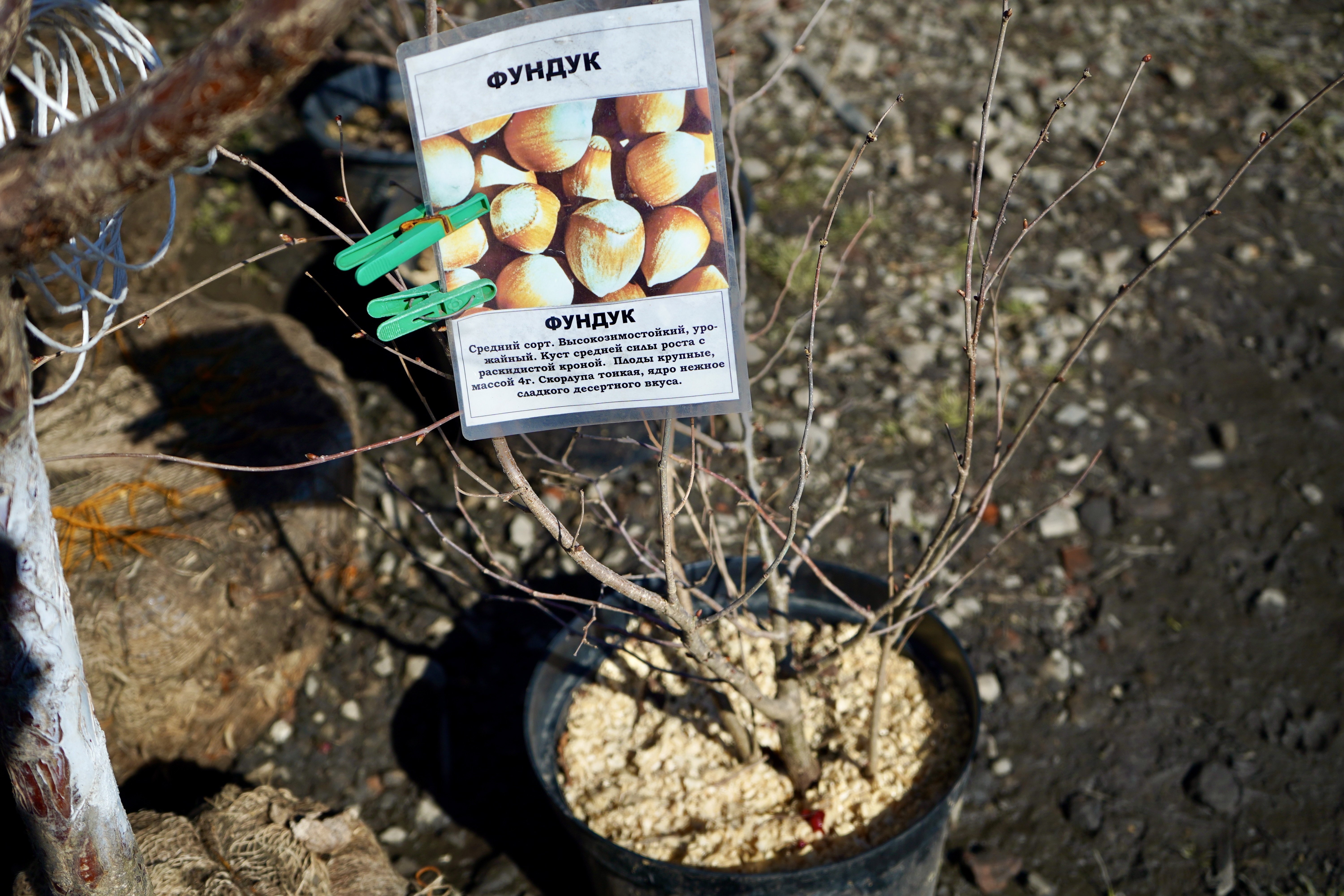 фундук саженцы питомник