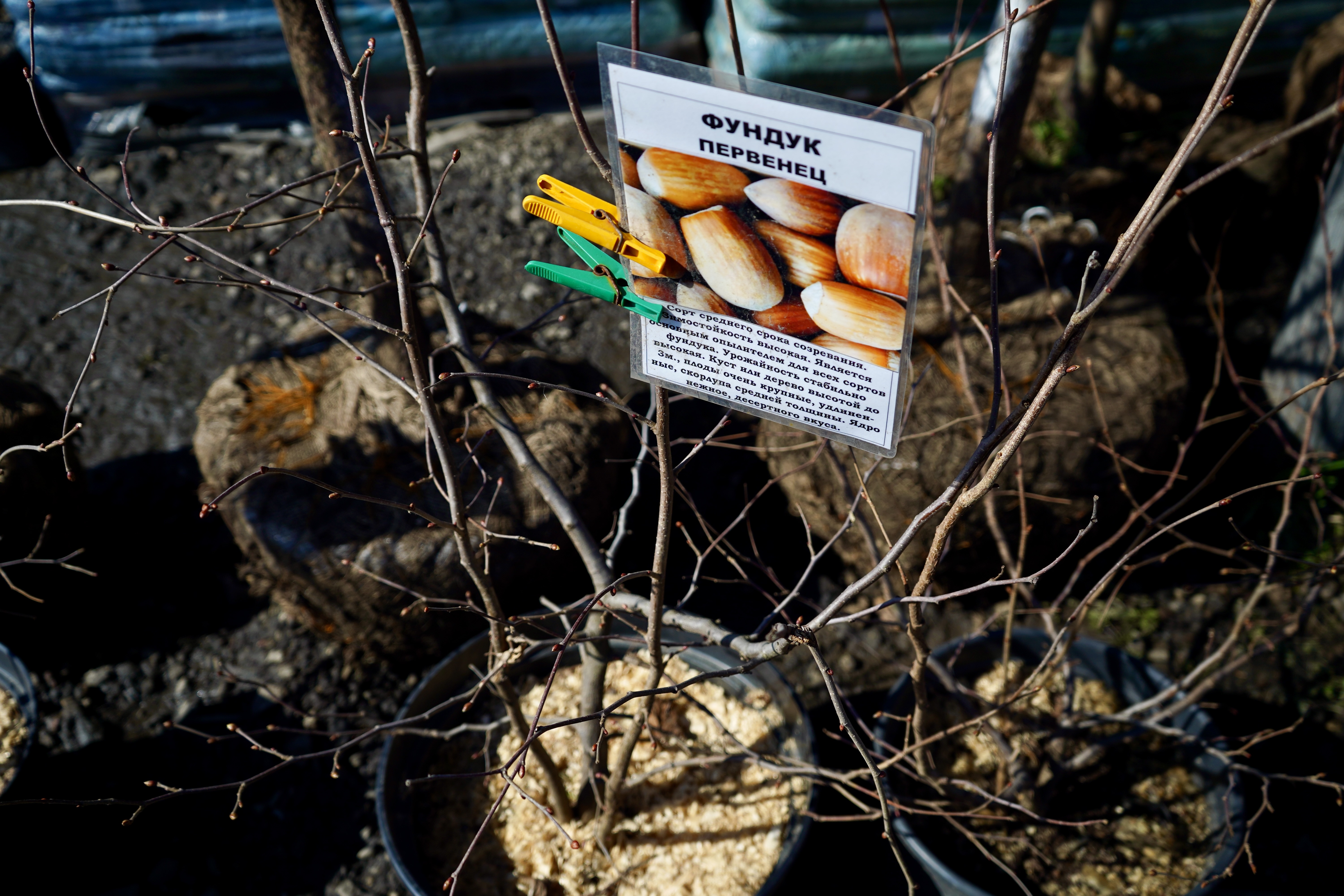 фундук саженцы питомник