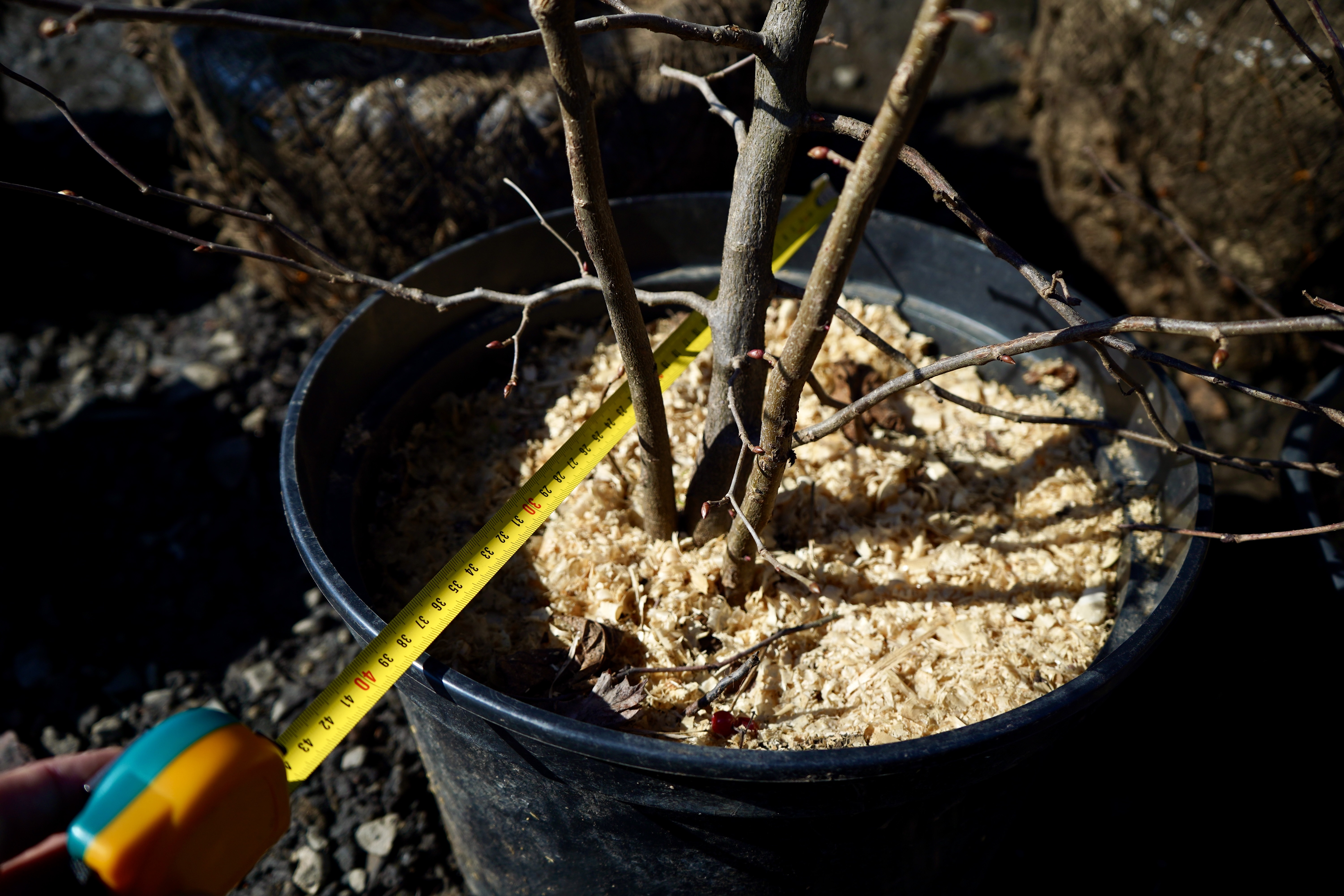 фундук саженцы питомник