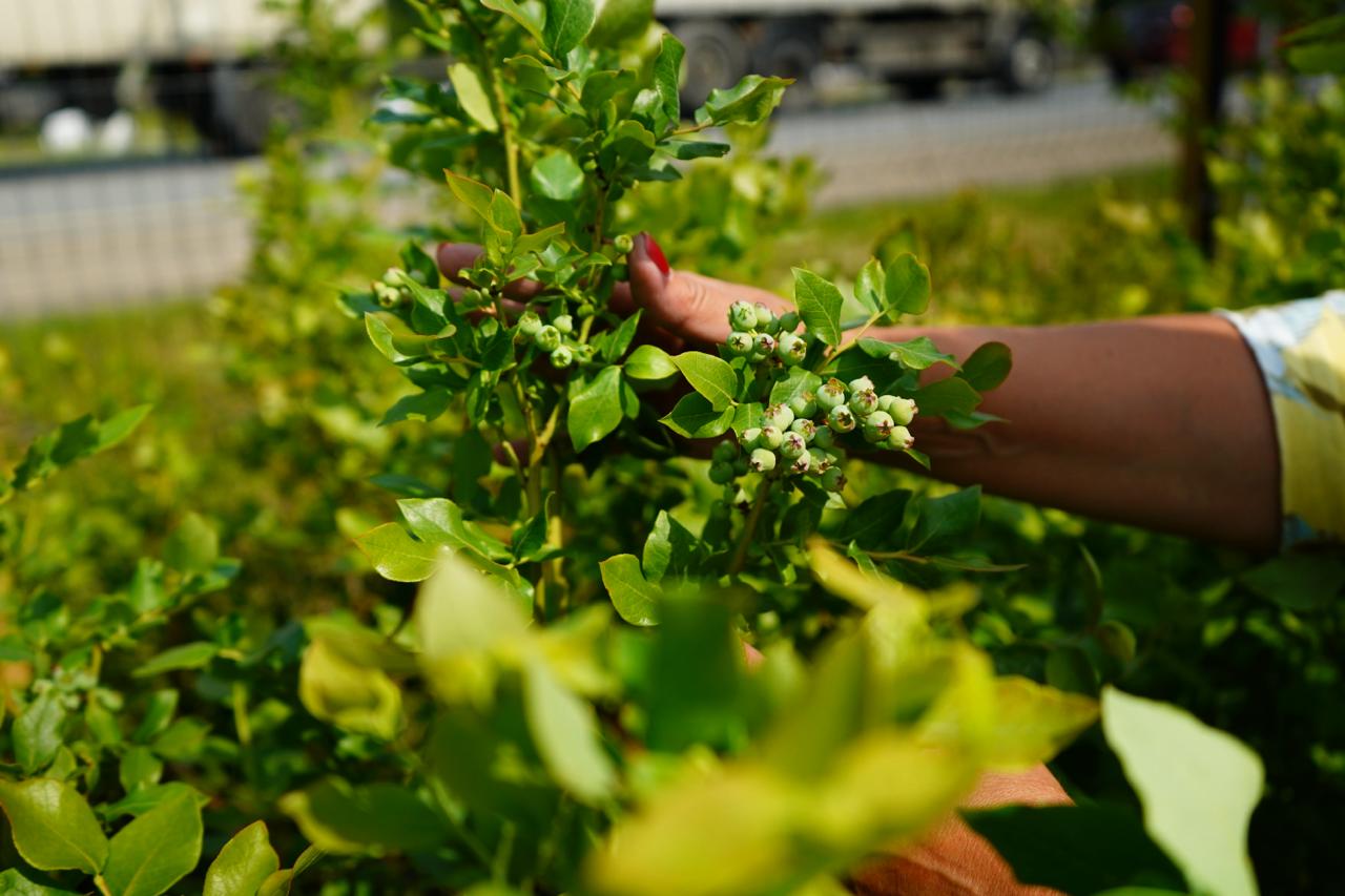 голубика саженцы 8 лет