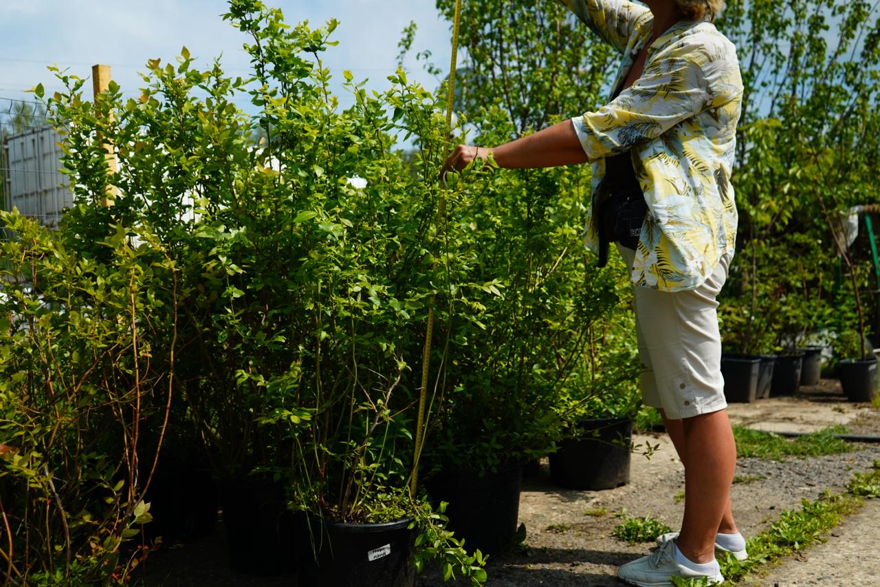 Саженцы как выглядят