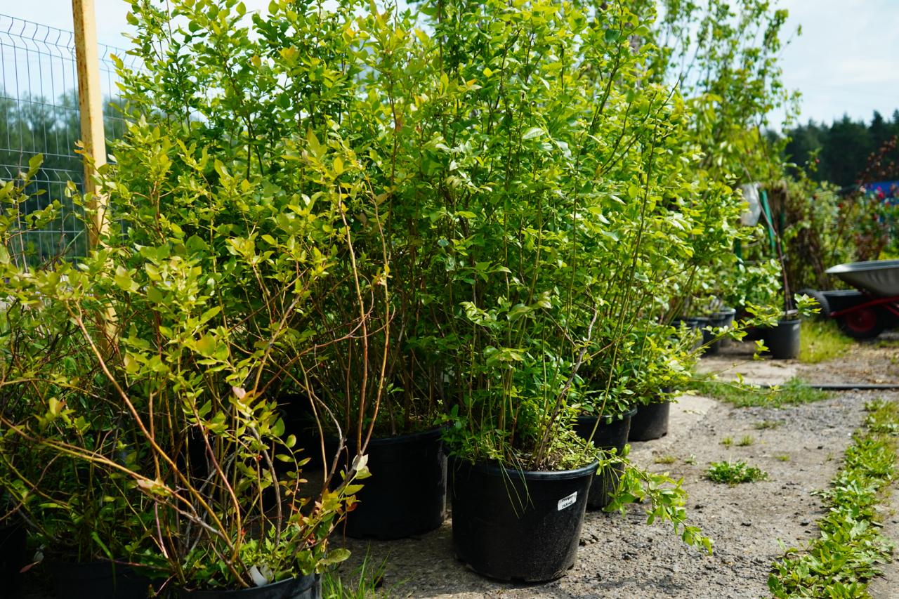 Саженцы как выглядят