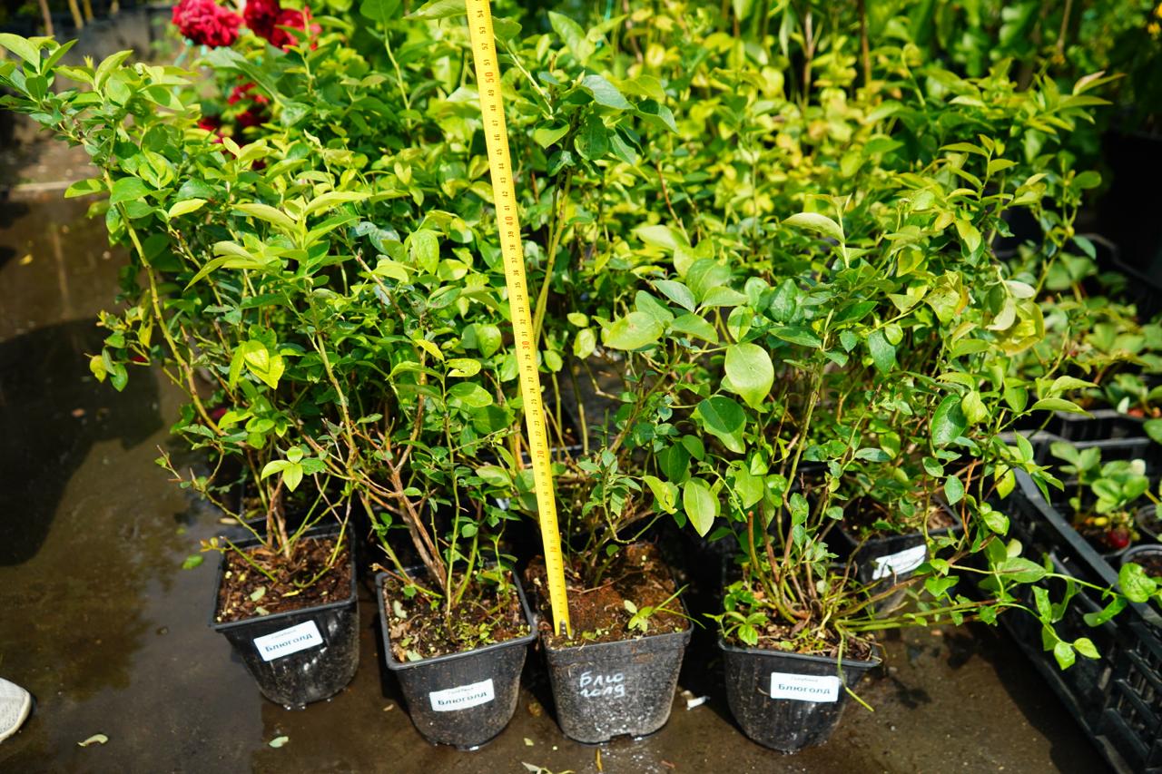 Саженцы как выглядят