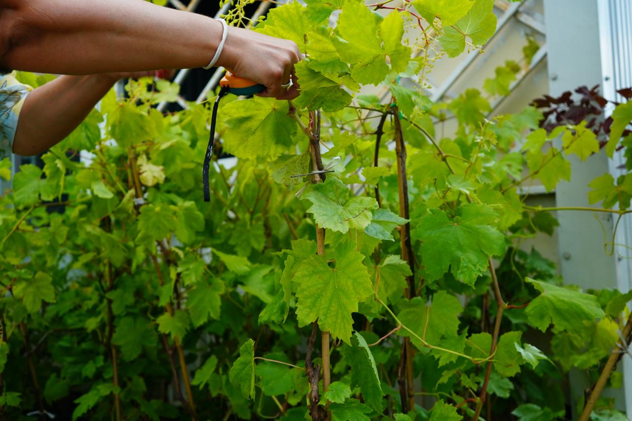 Саженцы как выглядят