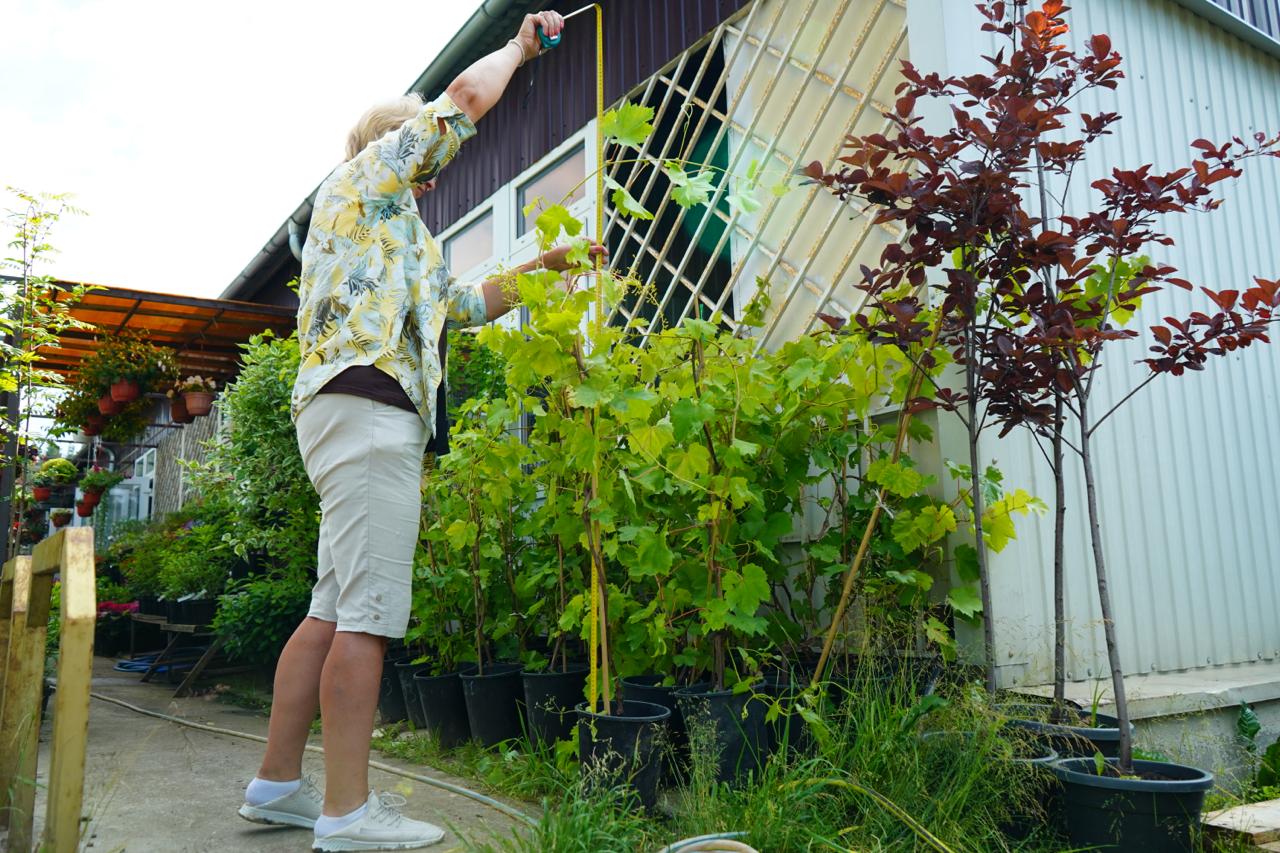 Саженцы винограда как выглядят