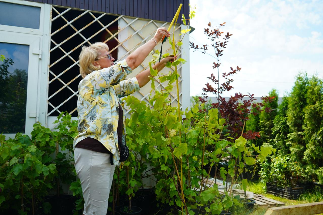 Саженцы винограда как выглядят