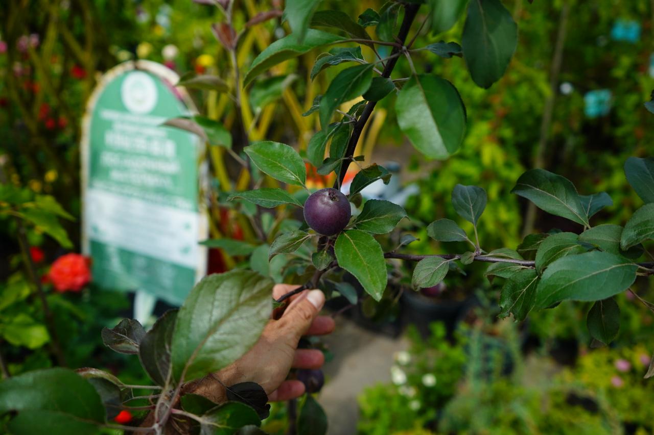 Саженцы малины как выглядят