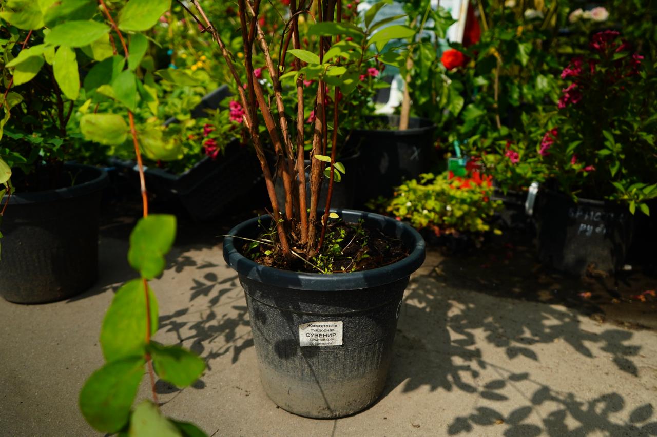 Саженцы жимолости как выглядят