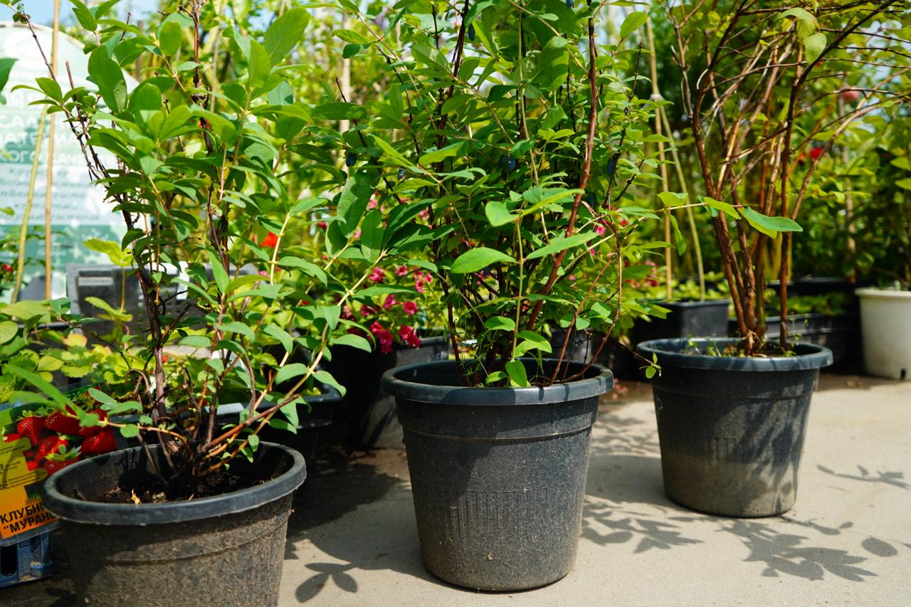 Саженцы жимолости как выглядят