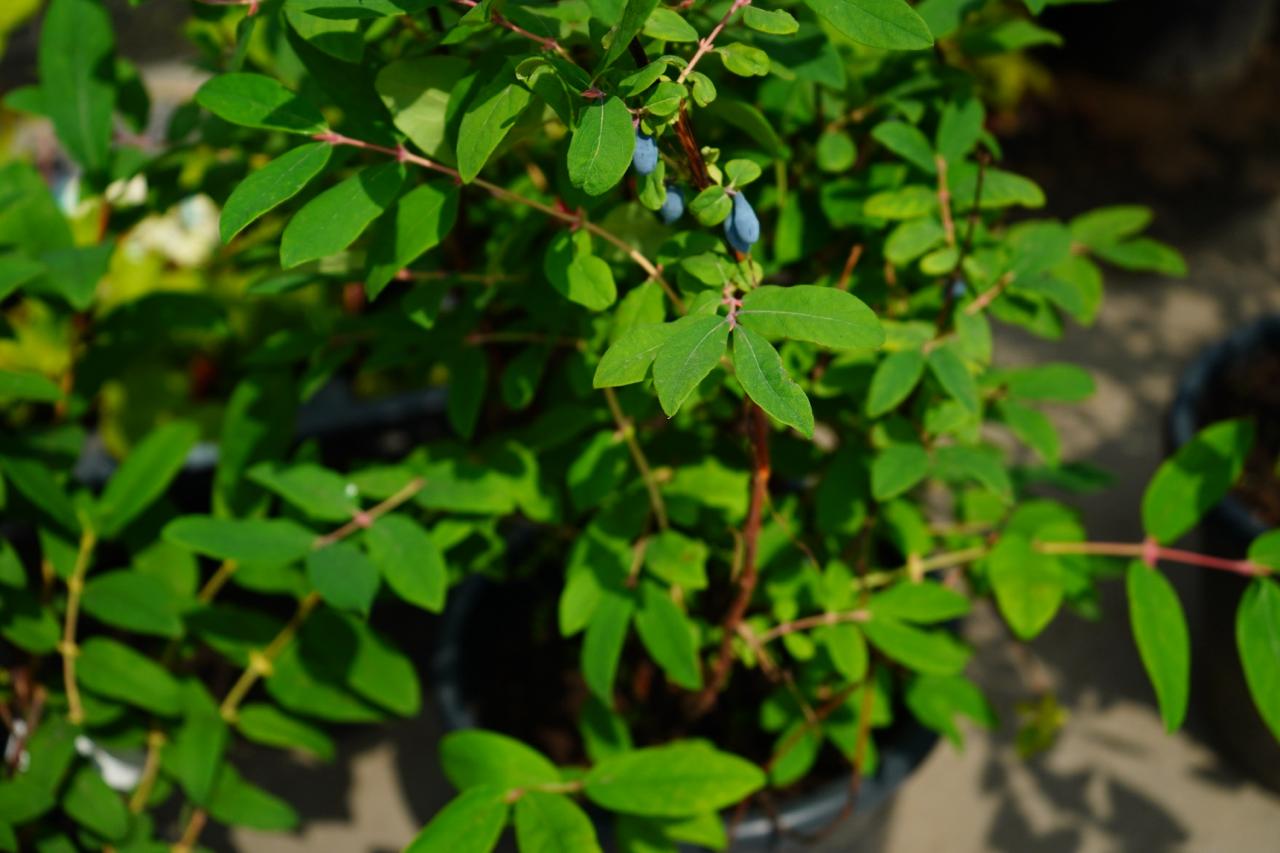 Саженцы жимолости как выглядят