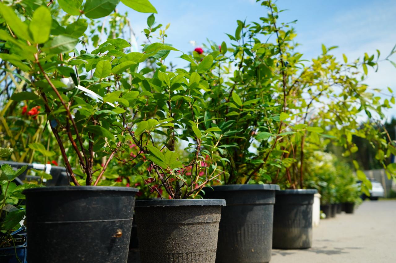 Саженцы жимолости как выглядят