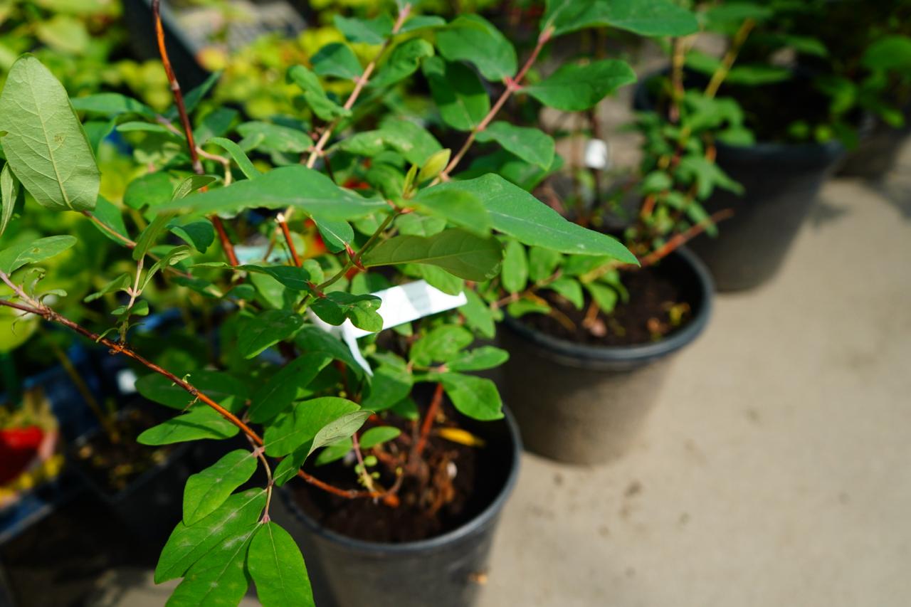 Саженцы жимолости как выглядят