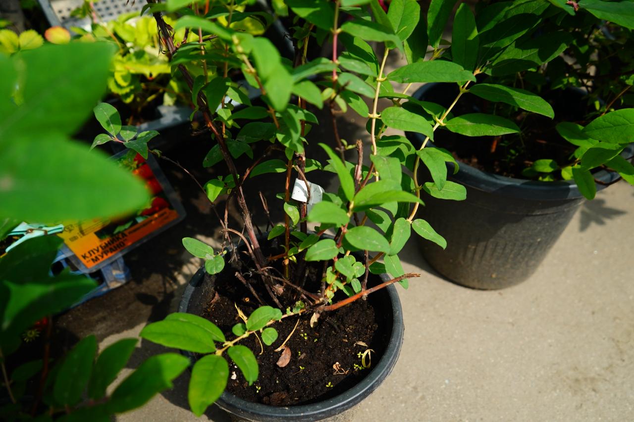 Саженцы жимолости как выглядят