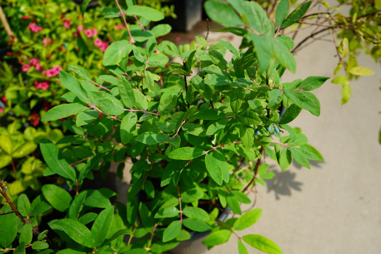 Саженцы жимолости как выглядят