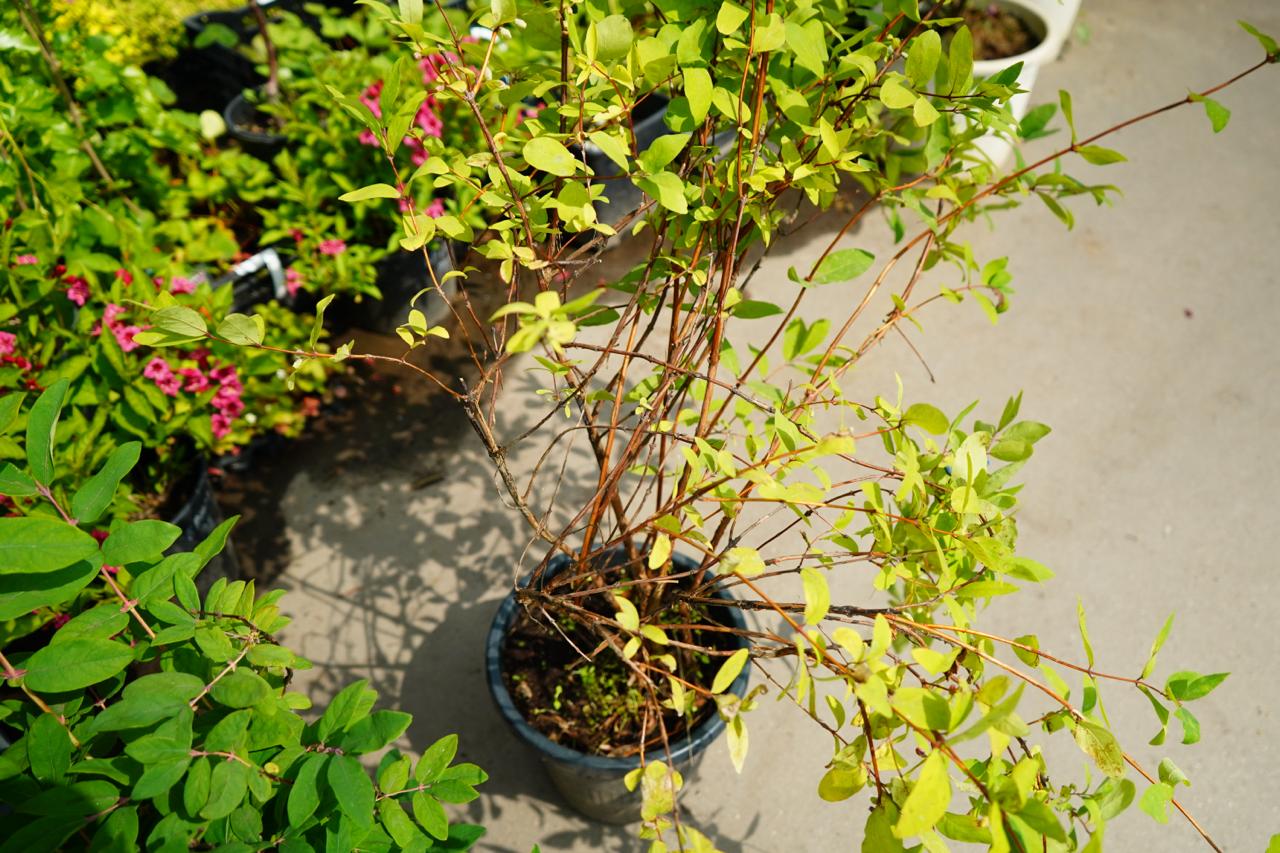 Саженцы жимолости как выглядят