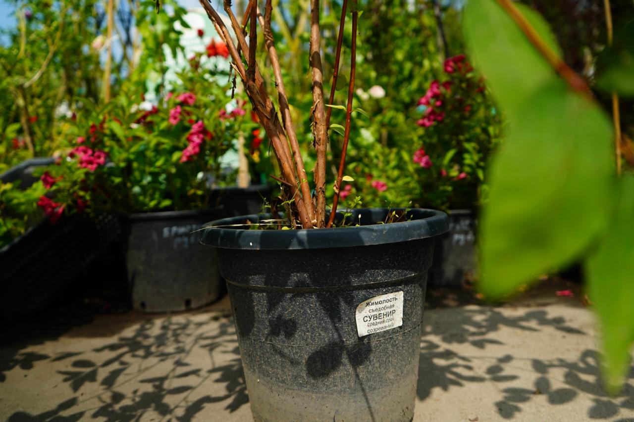 Саженцы жимолости как выглядят