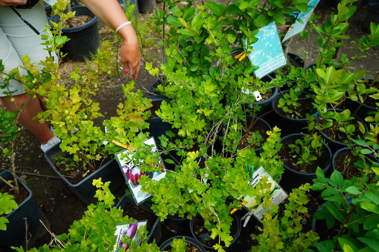 Саженцы крыжовника как выглядят