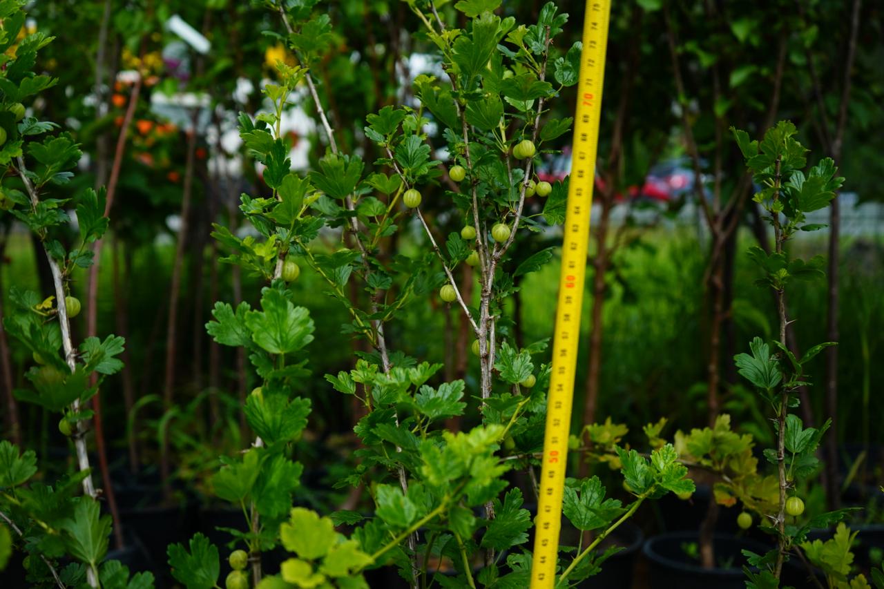 Саженцы крыжовника как выглядят