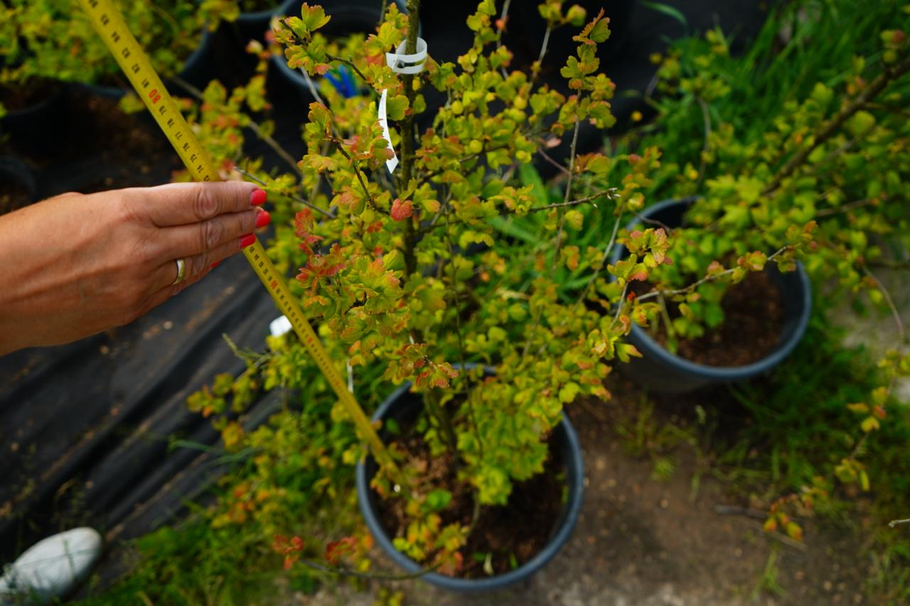 Саженцы крыжовника как выглядят