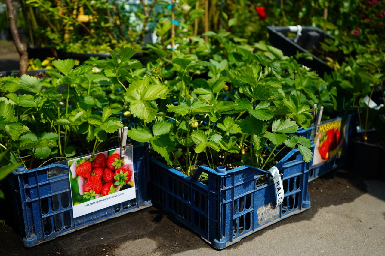 саженцы клубника
