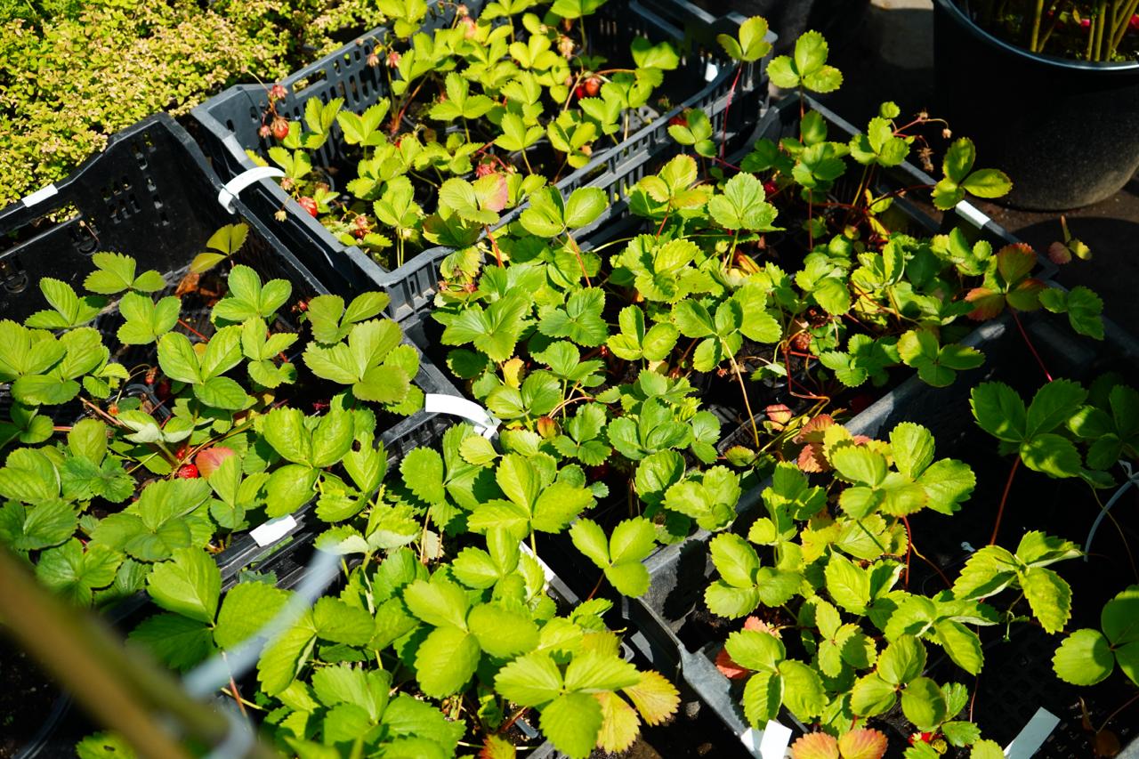 саженцы клубника