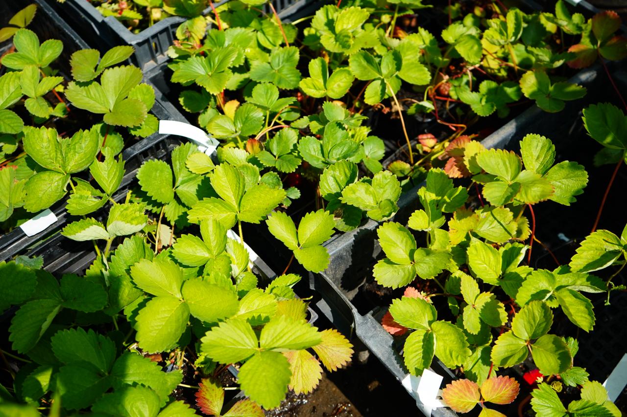 саженцы клубника