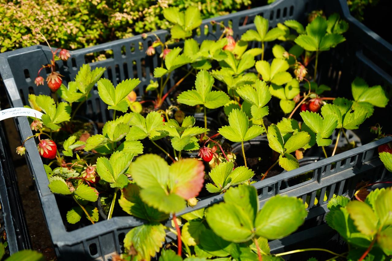 саженцы клубника