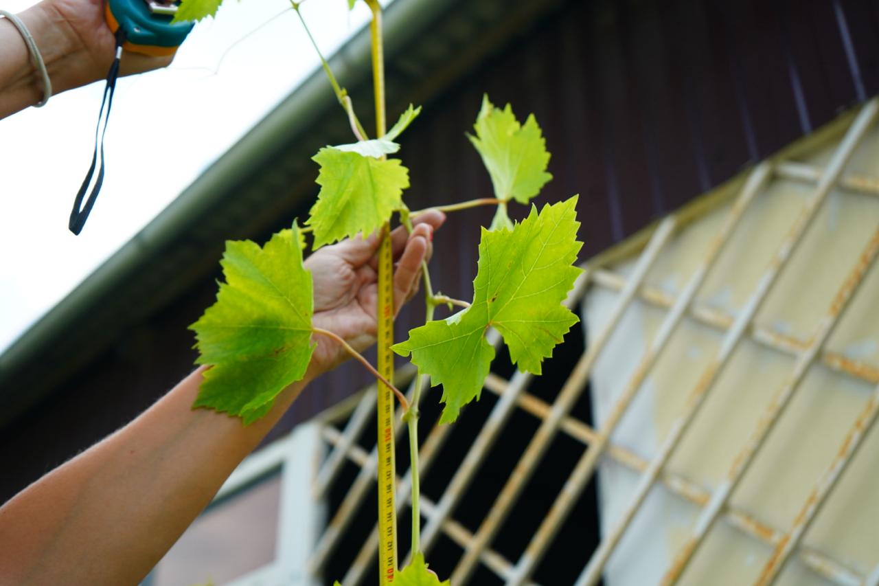виноград саженцы 5 лет