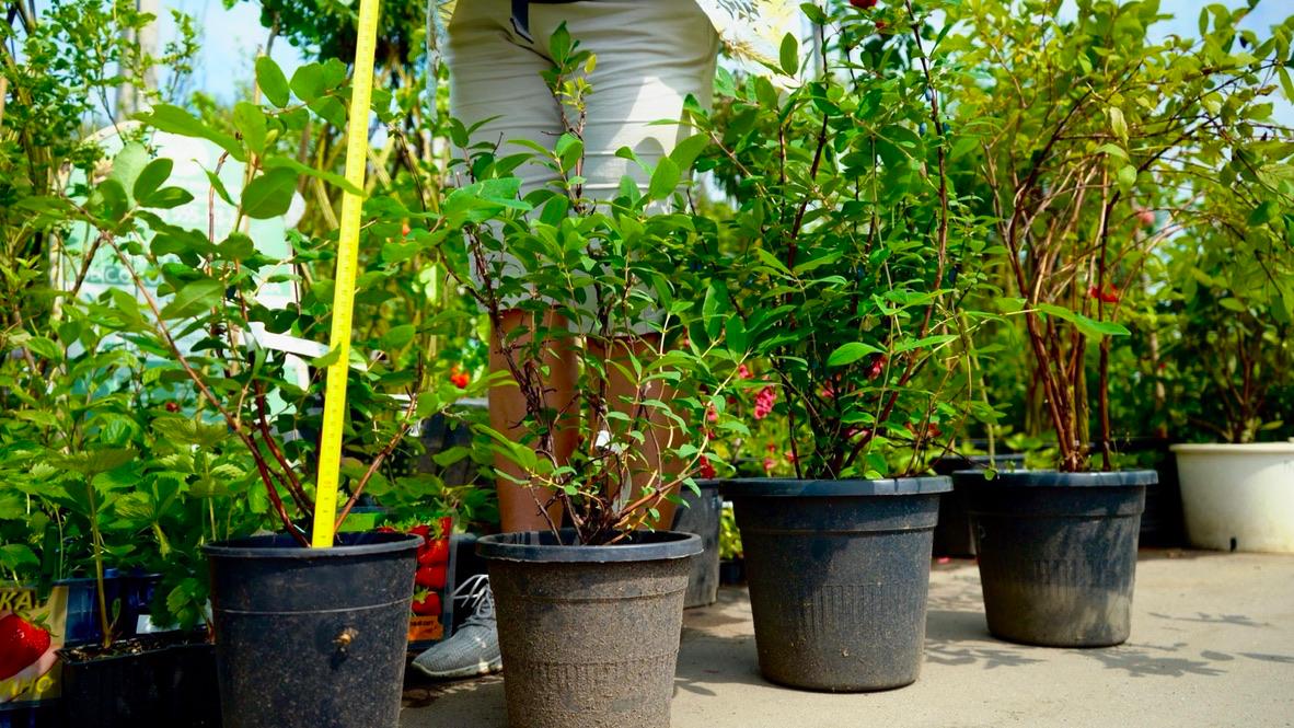 Саженцы как выглядят