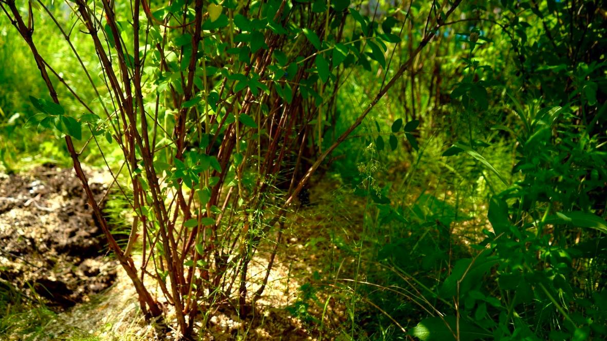 Саженцы жимолости как выглядят