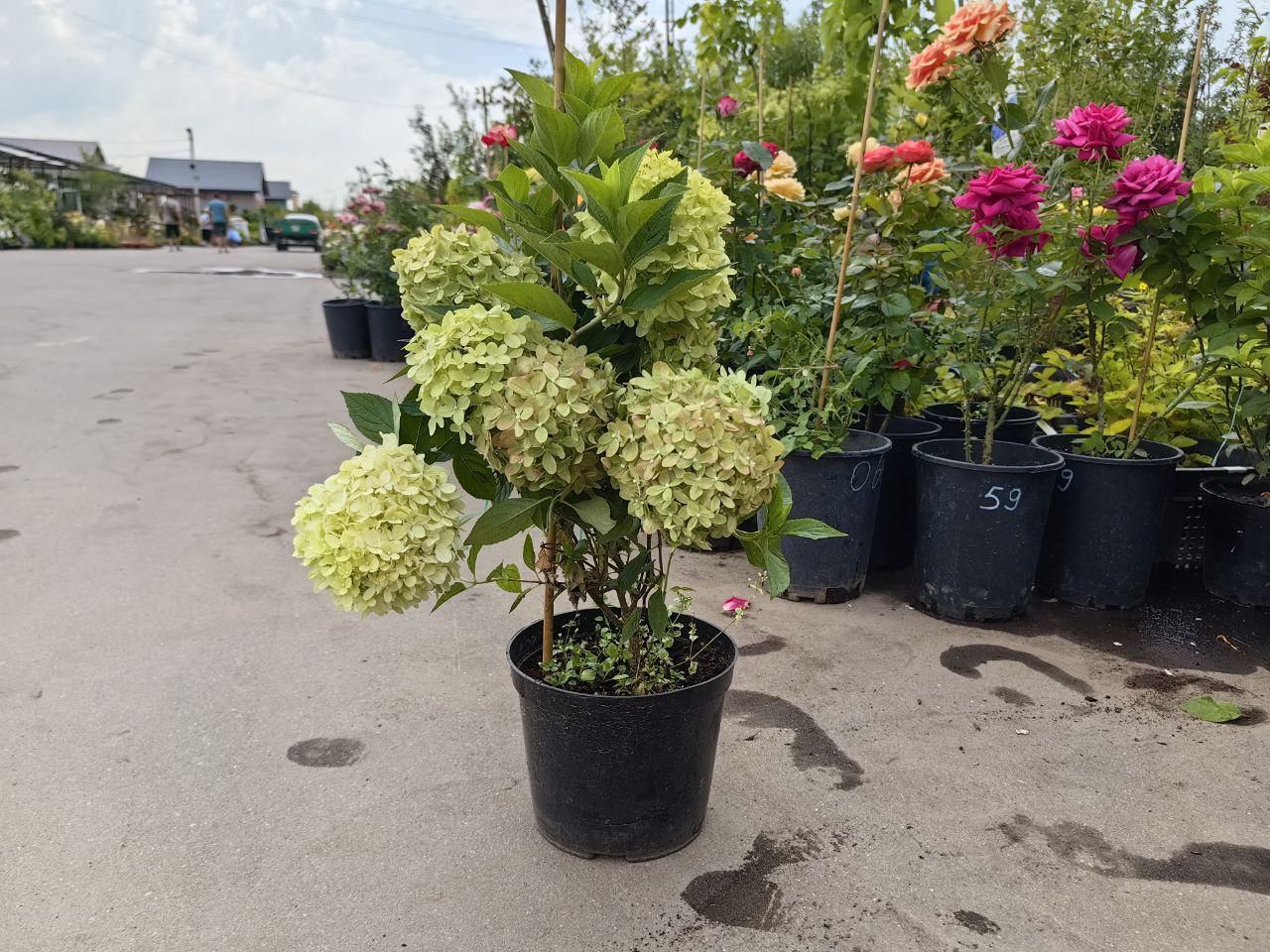 саженцы гортензии с зкс 